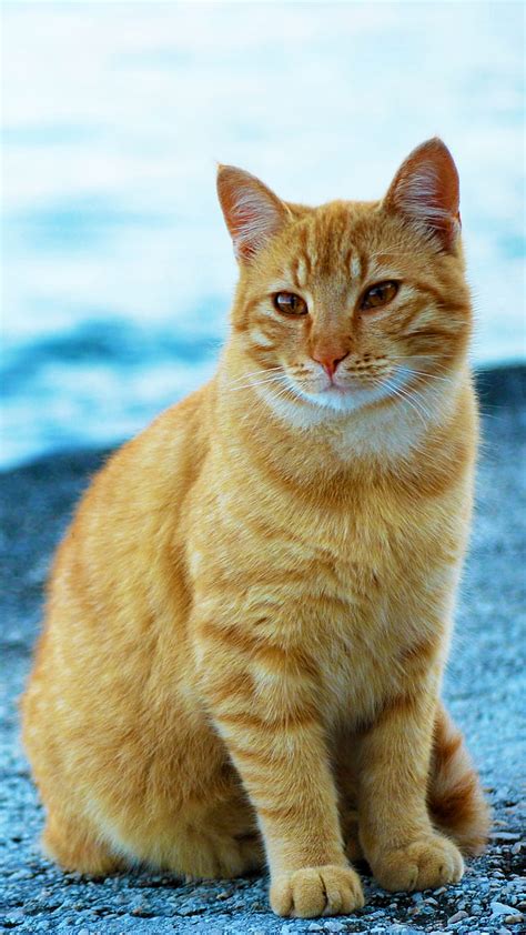 gatos amarillos - coletivo de gatos